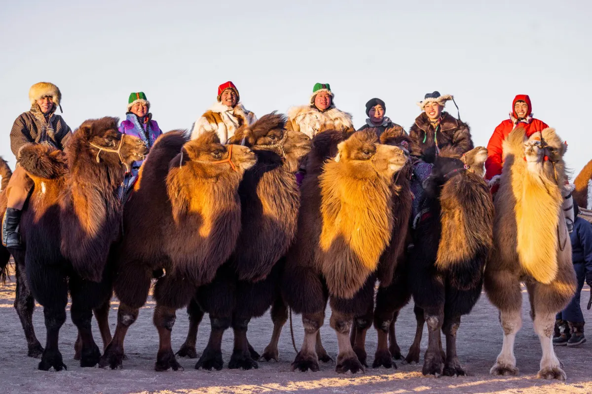 Camel festival competition