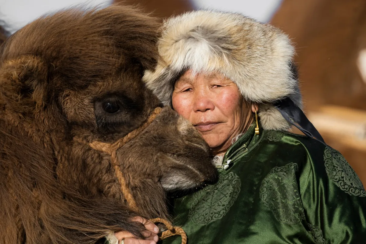 The camel is a loyal companion.
