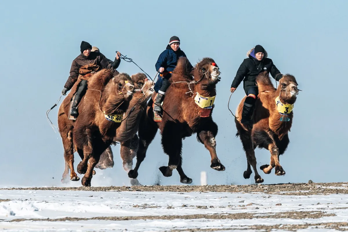 Camel racing