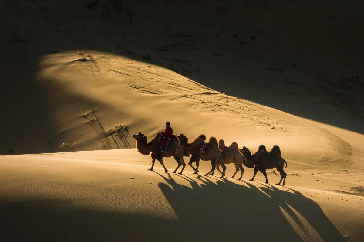 Camel herdsman ride though sands