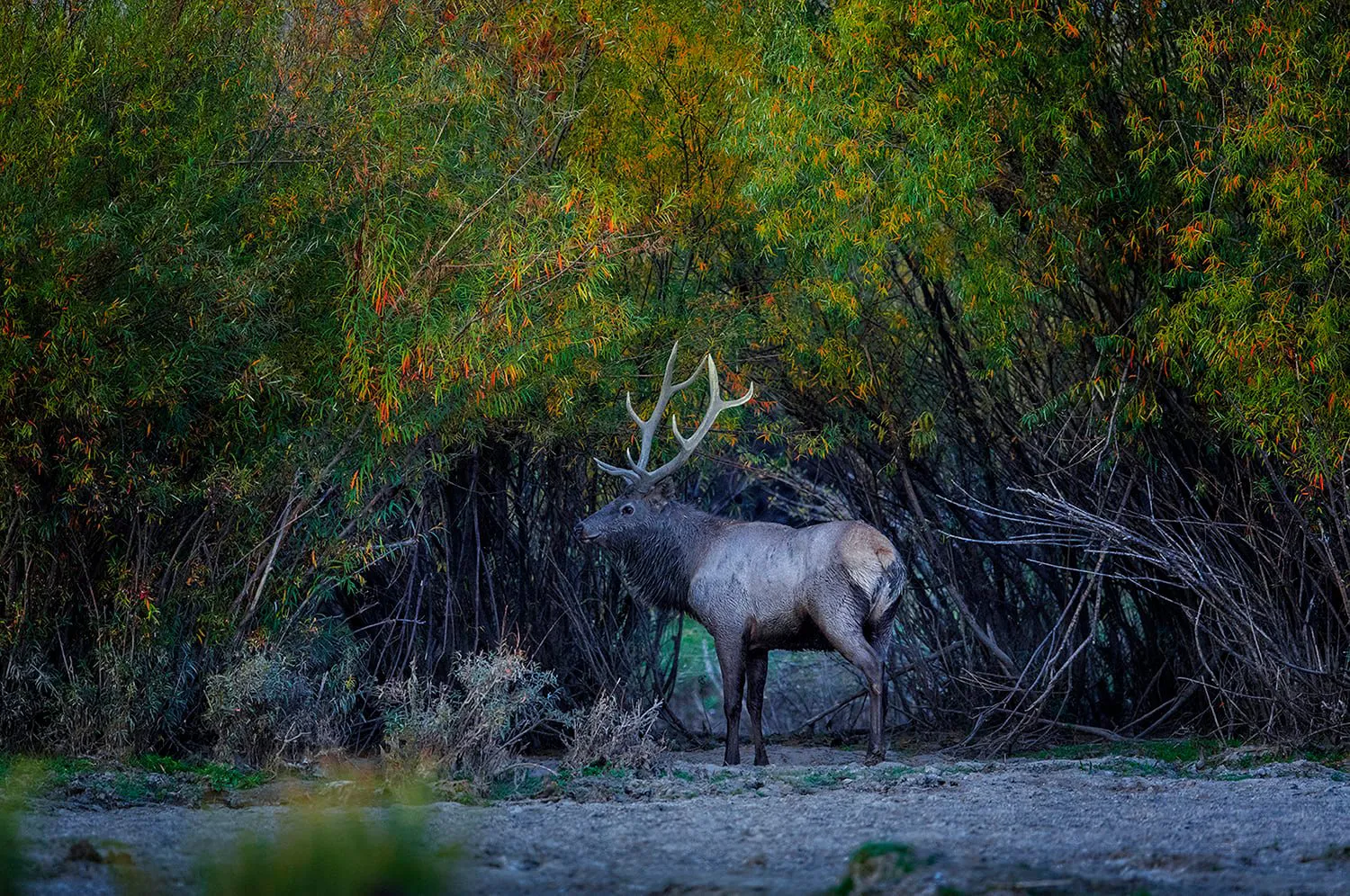 Deer