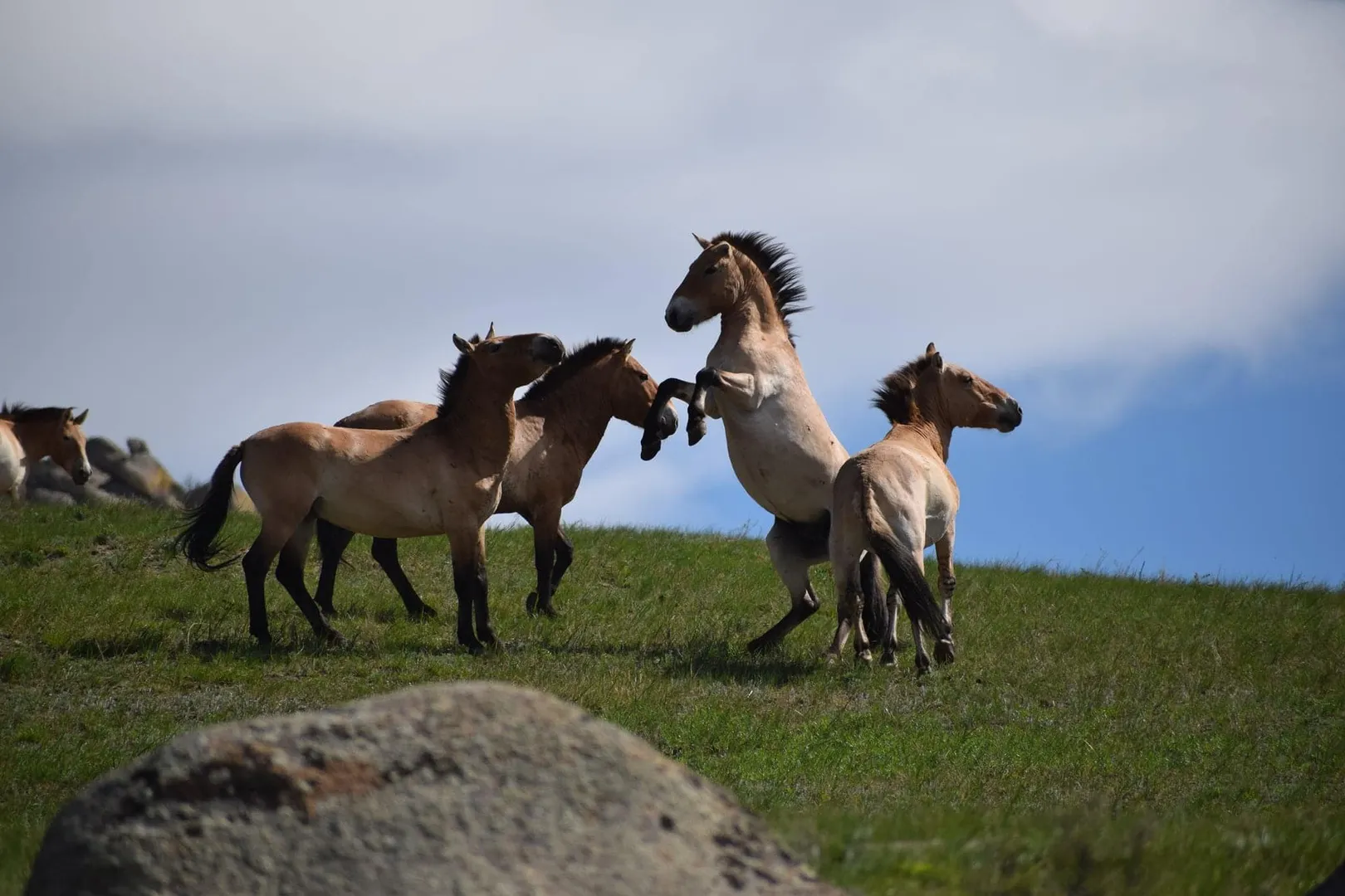 Przewalski's horse (Takhi)