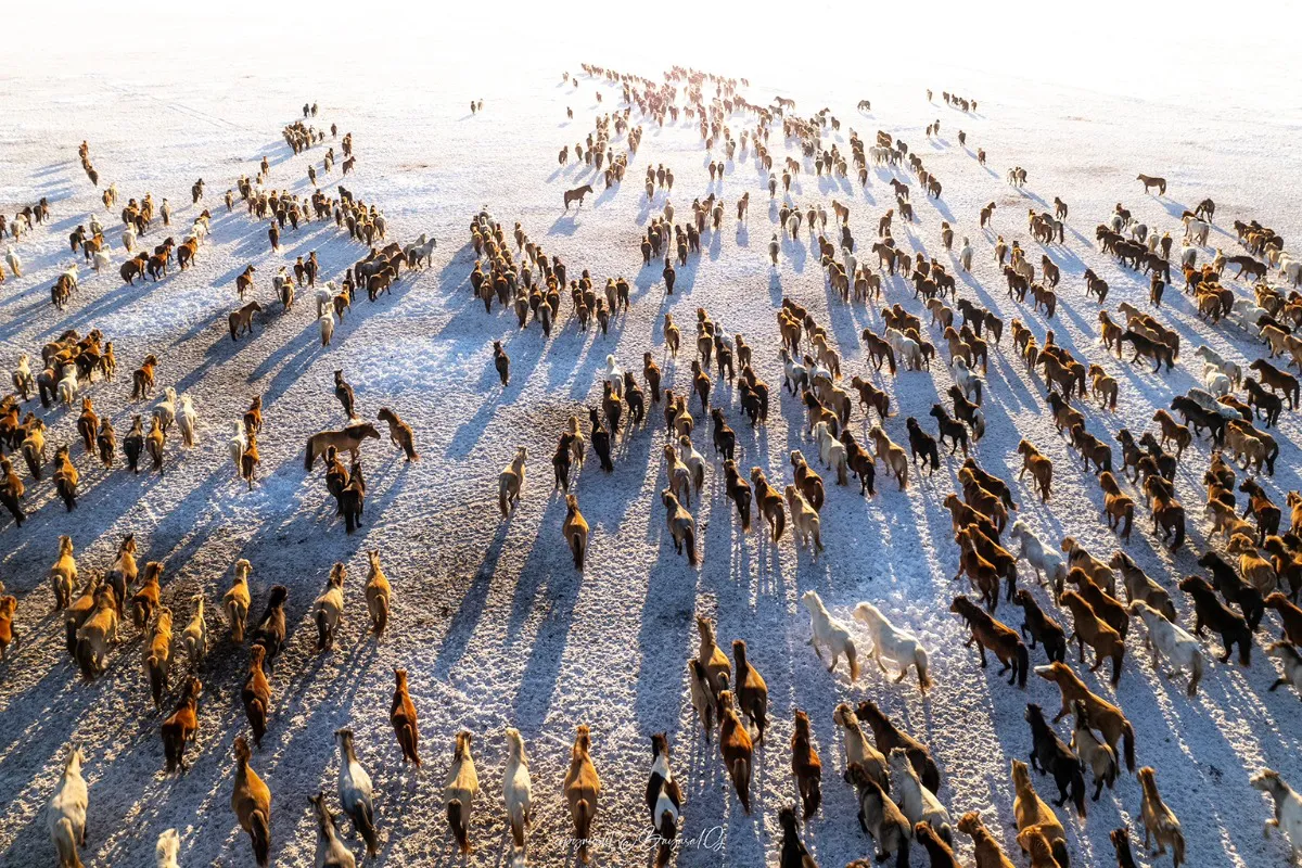 Horses of the Mongolian winter