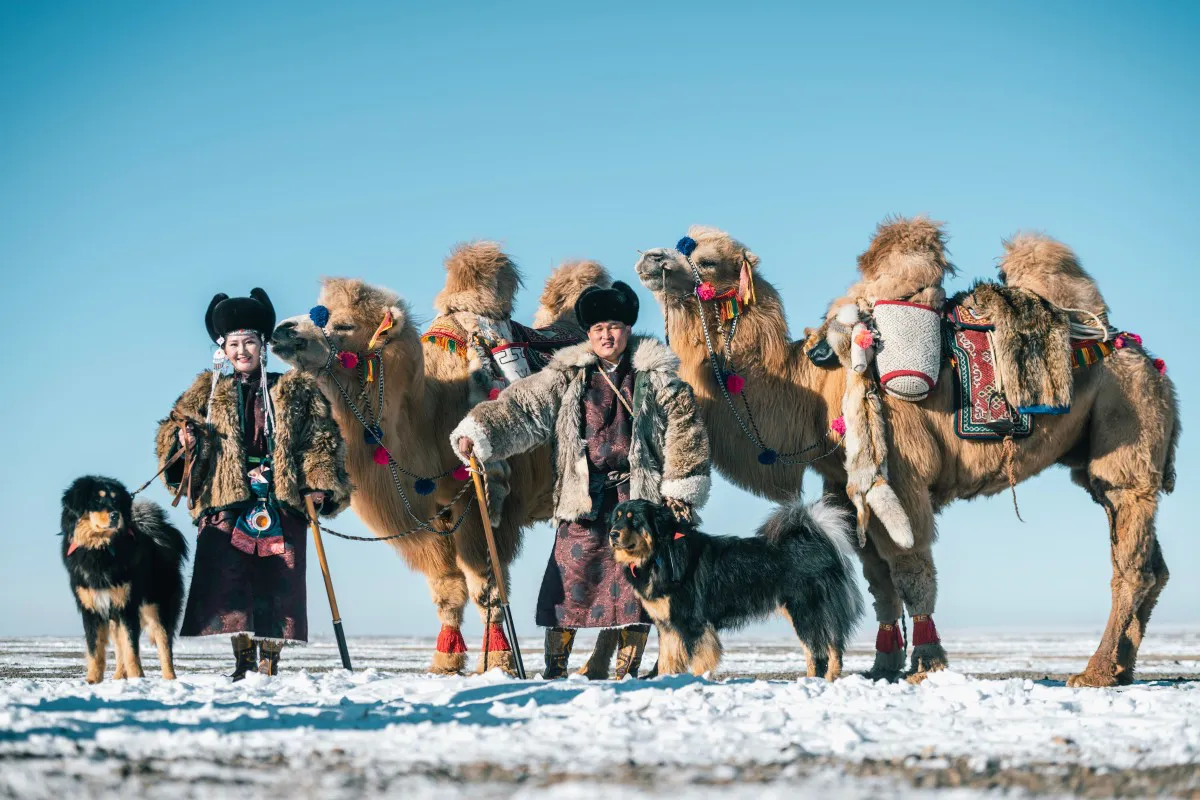Most Beautiful Couple with Beautiful Camels