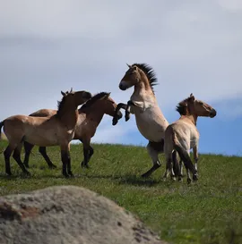 HUSTAI NATIONAL PARK