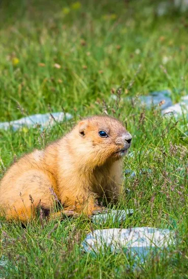 Hustai wild horses tour with Mir Expeditions